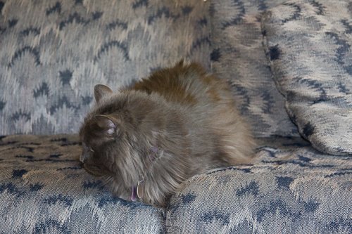 Grace_2008-07-10_IMG_0140